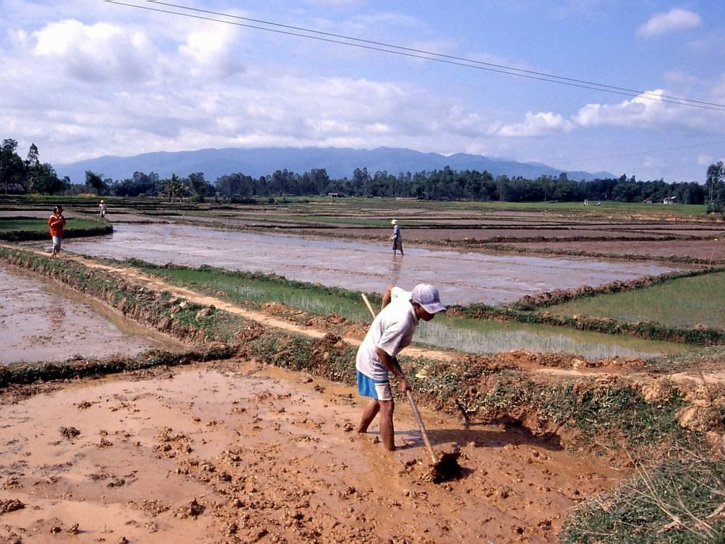 Nông dân trồng lúa ở Việt Nam